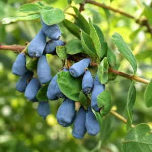 Zemolez kamčatský - Kamčatská čučoriedka (Lonicera kamtschatica) ´ZOJKA´ - skorá, výška 40-50 cm, kont. C2L